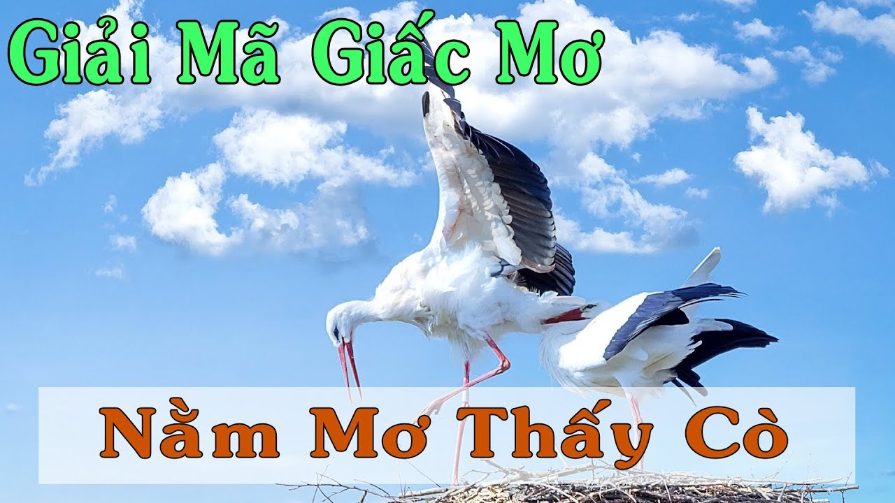 Mơ thấy cò nên đánh đề số mấy? Giấc mơ lô đề thấy con cò